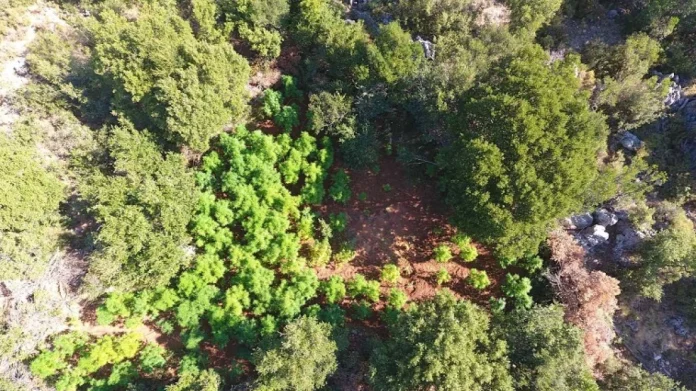 Eλικόπτερο της ΕΛΑΣ εντόπισε τέσσερις φυτείες με 541 χασισόδεντρα στη Μεσσηνία