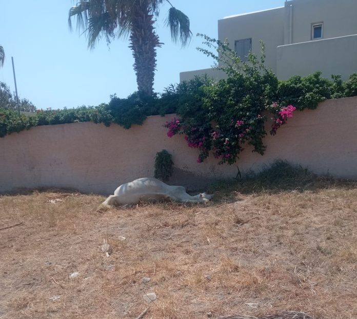Σαντορίνη: Έδεσαν άλογο σε δέντρο και το εγκατέλειψαν για να πεθάνει από τη δίψα – Απίστευτη κτηνωδία
