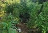 Λαμία: Προφυλακίστηκε ο Αλβανός που συνελήφθη στη χασισοφυτεία με τα 1.383 δενδρύλλια