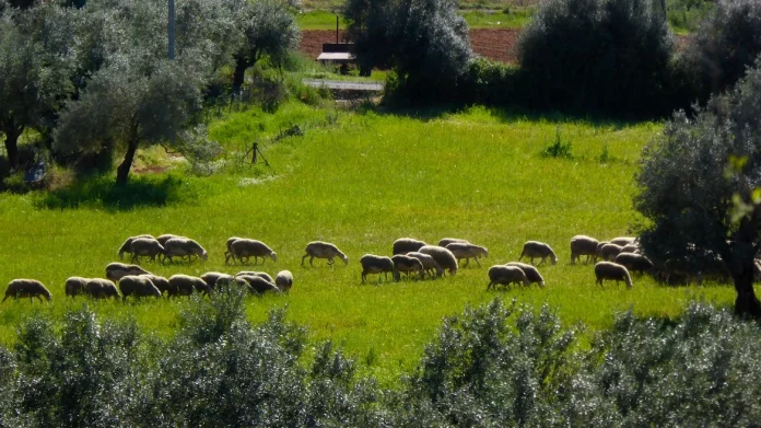 Πανώλη αιγοπροβάτων: 35 τα κρούσματα, 13.000 ζώα έχουν θανατωθεί – Τα μέτρα που ανακοινώθηκαν