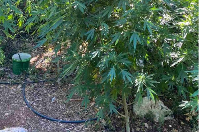 Επιχειρήσεις εντοπισμού φυτειών κάνναβης σε Χανιά και Ρέθυμνο – Μία σύλληψη