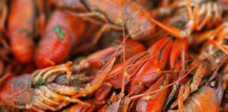 Συναγερμός για την πανώλη της καραβίδας: Η αλιεία είναι απαγορευτική – Σε απόγνωση οι ψαράδες