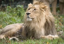 Τρόμος για 10χρονη σε ζωολογικό κήπο στην Κίνα: Πεινασμένο λιοντάρι της άρπαξε το πόδι (VIDEO)