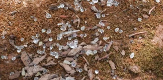 Χίος: Μεγάλες καταστροφές στη φετινή μαστιχοπαραγωγή μετά την κακοκαιρία «Atena»