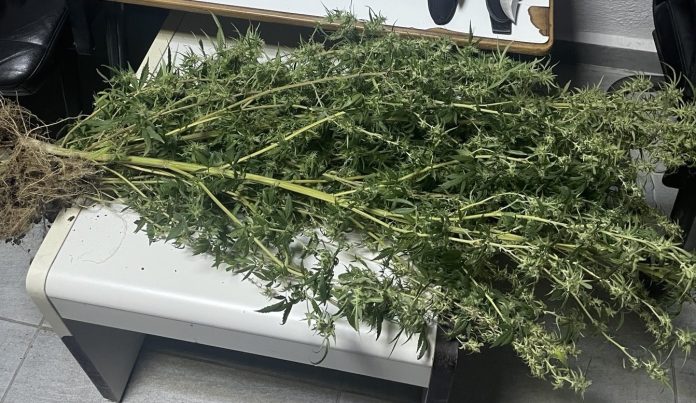 Πέλλα: Έριξε την κοκαΐνη από το αμάξι για να μην τον τσακώσουν και βρήκαν δενδρύλλια κάνναβης 1,5m. σπίτι του (φωτο)