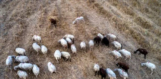 Σε μονάδα με 300 ζώα το νέο κρούσμα ευλογιάς των προβάτων στη Θεσσαλονίκη – «Επιμολύνθηκε από βυτίο»