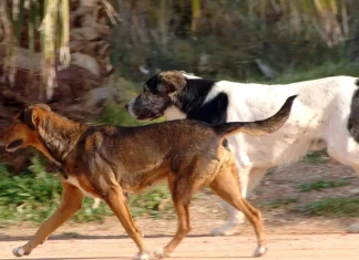 Αγρίνιο: Αδέσποτοι σκύλοι επιτέθηκαν σε ιερέα – Μεταφέρθηκε στο νοσοκομείο