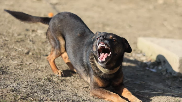 Χαλκίδα: Δεσποζόμενος σκύλος επιτέθηκε και δάγκωσε ηλικιωμένο – Μεταφέρθηκε στο νοσοκομείο