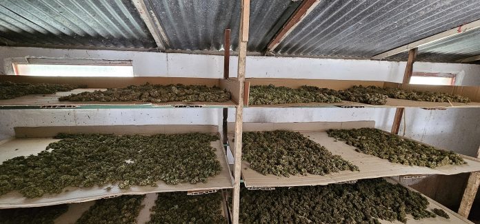 Πιερία: Έκανε χάρτινα ράφια μέσα σε αποθήκη και έβαλε πάνω 15 κιλά κάνναβη (φωτο & video)