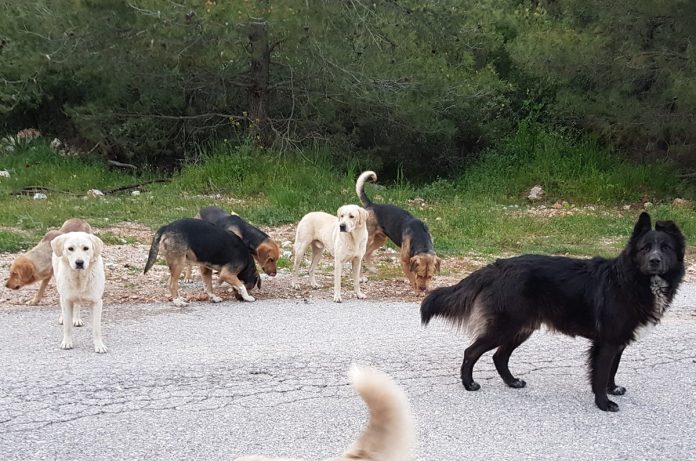 Κτηνωδία: 13 σκυλιά νεκρά και μία γάτα σε περιοχές του Λαγκαδά – Μήνυση κατ’ αγνώστων κατέθεσε ο Δήμος