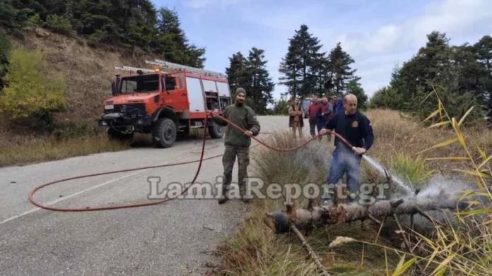 Λαμία: Έκοβαν παράνομα ξύλα και έριξαν έλατο πάνω σε καλώδια υψηλής τάσης, προκαλώντας φωτιά