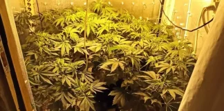 Ηράκλειο: Μία σύλληψη για καλλιέργεια χασισόδεντρων και κατοχή ναρκωτικών