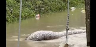 Ταϊλάνδη: Καταγράφηκε σε βίντεο το μεγαλύτερο φίδι του κόσμου – Και δεν είναι ανακόντα