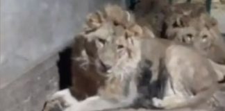 Προσοχή σκληρό βίντεο: Κατέγραψε τη στιγμή που τον κατασπάραζαν τα λιοντάρια – Ήθελε να εντυπωσιάσει