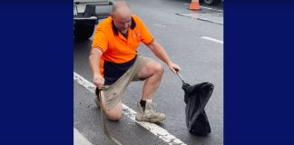 Αυστραλία: Δηλητηριώδες φίδι σκαρφάλωσε σε πόδι οδηγού ενώ ταξίδευε με 80 χιλιόμετρα την ώρα