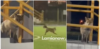 Λαμία: Αλεπού «μπούκαρε» σε γήπεδο και έκανε… πιρουέτες στο κέντρο του – (VIDEO)