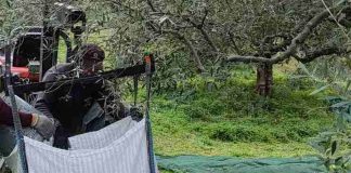 Κρήτη: Χαμός σε χωριό – Κατήγγειλε τον πατέρα του επειδή του ράβδισε τις ελιές