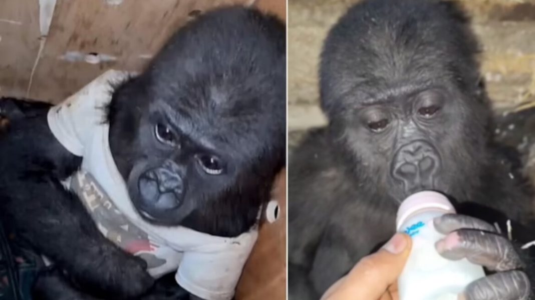 gorilas-kontantinoupoli-1