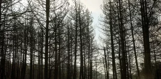 Γνώρισε 14χρονη online, τη χρησιμοποίησε για σεξ και την παράτησε μόνη στο δάσος – Ο ίδιος πήγε να γιορτάσει τα Χριστούγεννα με την οικογένειά του