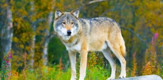 Κιλκίς: Καταγγελία για λύκους που κατεβαίνουν σε χωριά και επιτίθενται σε οικόσιτα ζώα – Αναφορές και για επιθέσεις σε ανθρώπους