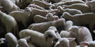 Πέταξαν πρόβατα νεκρά από ευλογιά σε χείμαρρο του Αλμυρού – Δείτε φωτογραφίες