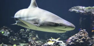 Τουρίστας έχασε τη ζωή του από επίθεση καρχαρία στην Αίγυπτο