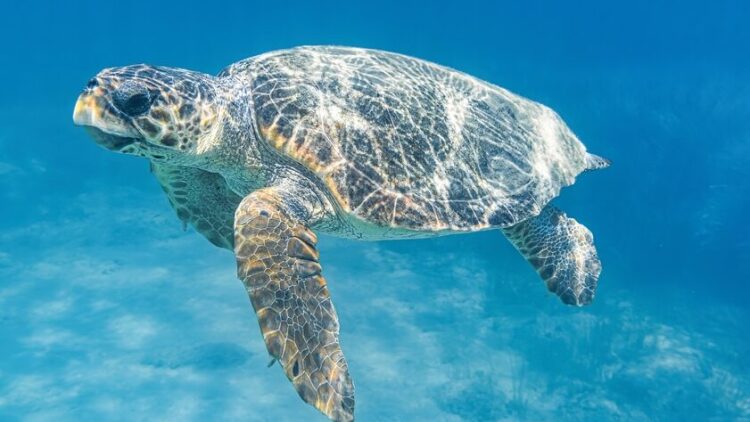 shutterstock_2062966454-e1725617584289