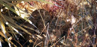 Φλόριντα: Influencer δεν υπολόγισε τον κροταλία και κατέληξε στη ΜΕΘ – (VIDEO)