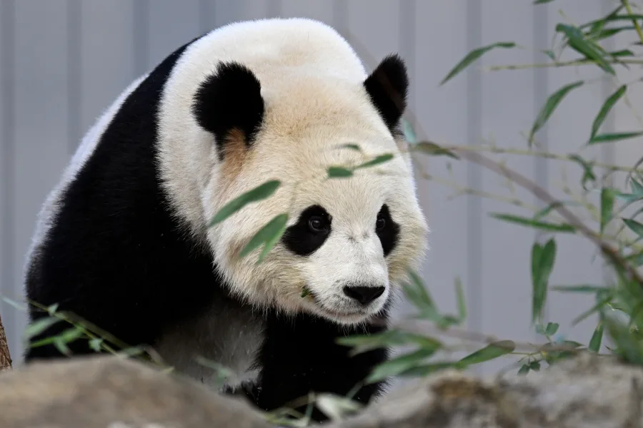 Bao-Li-the-male-panda