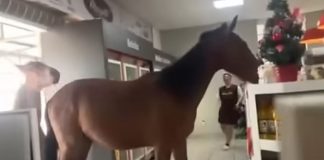 Άλογα μπήκαν σε σούπερ μάρκετ για… κλέψουν ψωμάκια – Απίστευτο βίντεο