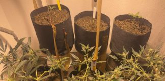 Πέλλα: 53χρονος καλλιεργούσε στο σπίτι του έξι δενδρύλλια κάνναβης (φωτο)