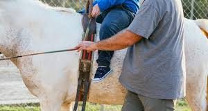 Θεσσαλονίκη: Επτά καταγγελίες για ασέλγεια σε βάρος εκπαιδευτή ιππασίας – Θύματα και τέσσερις ανήλικες