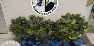 Θεσσαλονίκη: Καλλιεργούσε χασισόδεντρα μέσα στο σπίτι του