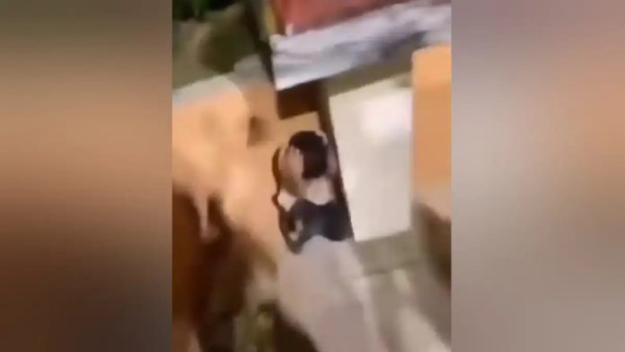 Βίντεο σοκ από την Κομοτηνή: Νταήδες τρομοκρατούν 10χρονο παιδί και του ζητούν να φωνάξει “ζήτω ο Κασιδιάρης”