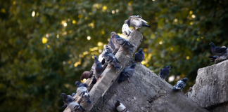 Έκλεψαν περιστέρια αξίας χιλιάδων ευρώ στην Ημαθία – Τρεις συλλήψεις