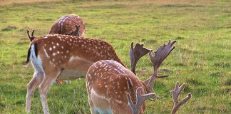 Ασυνείδητοι σκότωσαν τρία ελάφια στη Ρόδο – Μήνυση κατά αγνώστων υπέβαλε η Ομοσπονδιακή Θηροφυλακή