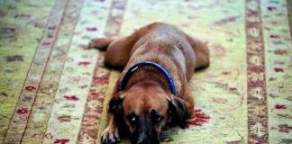 Φρένο στον ανασχηματισμό μπροστά στη «λευκή απεργία»