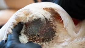 Θεσσαλονίκη: Απαράδεκτοι δράστες πυροβολούν και τραυματίζουν άγρια πουλιά!