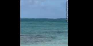 Φρικιαστικές εικόνες σε παραλία της Καραϊβικής – Καρχαρίας επιτέθηκε σε τουρίστρια και της έκοψε τα χέρια