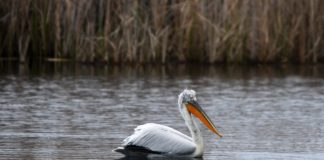 Φλώρινα: Κρούσματα της γρίπης των πτηνών στις λίμνες Πρεσπών και Χειμαδίτιδας