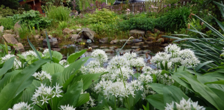 Γερμανία: Yπόθεση παράνομης συγκομιδής άγριου σκόρδου – Η… μυρωδιά πρόδωσε τους δράστες