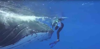 Φάλαινες προστάτευσαν δύτη από επίθεση λευκού καρχαρία στην Μαυριτανία