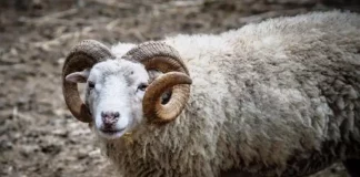 Κριάρι επιτέθηκε σε 89χρονη και την τραυμάτισε σοβαρά