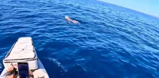 Το Λιμενικό διέσωσε σκύλο που βρέθηκε στη θάλασσα ανοιχτά από το Κατάκολο