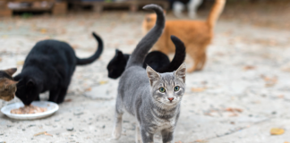 Άγνωστος δηλητηρίασε δεκαέξι γάτες στη Θεσσαλονίκη