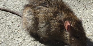 Σάλος με εστιατόριο στην Αυστραλία: Σέρβιραν σε έγκυο γυναίκα σαλάτα με νεκρό αρουραίο!