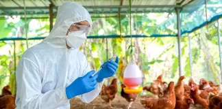 Πρώτο ανθρώπινο κρούσμα της γρίπης των πτηνών στο Μεξικό