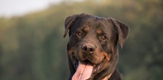 Κτηνωδία στην Φλώρινα: 53χρονος σκότωσε σκύλο με κυνηγετικό όπλο