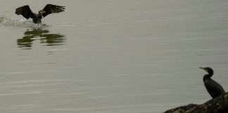 Σερβία: Χιλιάδες λίτρα πετρελαίου διέρρευσαν στον Δούναβη – Κίνδυνος ρύπανσης