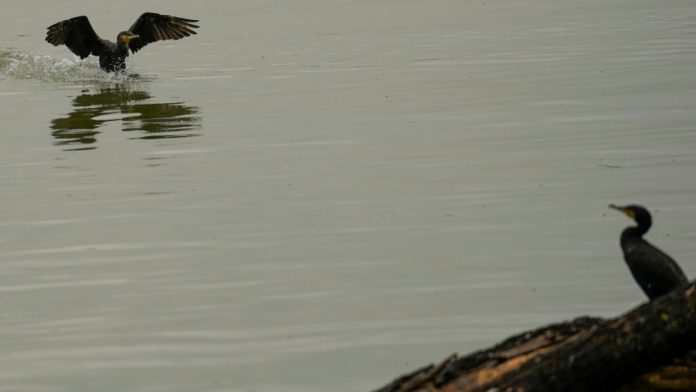 Σερβία: Χιλιάδες λίτρα πετρελαίου διέρρευσαν στον Δούναβη – Κίνδυνος ρύπανσης